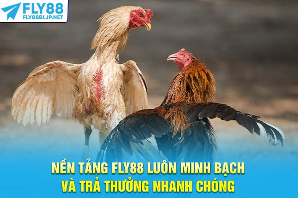 Nền tảng FLY88 luôn minh bạch và trả thưởng nhanh chóng