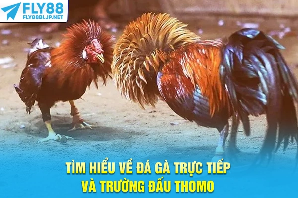 Tìm hiểu về đá gà trực tiếp và trường đấu Thomo
